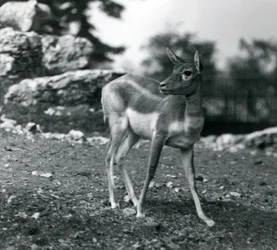 Naaras Blackbuck Lontoon eläintarhassa vuonna 1924