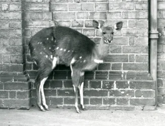Naaraspuolinen Cape BushbuckImbabala seisoo seinää vasten Lontoon eläintarhassa lokakuussa 1927.