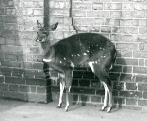 Naaras ImbabalaCape Bushbuck seisoo seinää vasten Lontoon eläintarhassa 6. lokakuuta 1927.