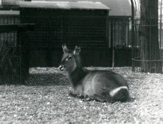 Naaras Waterbuck, Kobus ellipsiprymnus, istumassa aitassaan Lontoon eläintarhassa, kesäkuu 1924