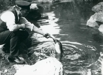 Vartija, joka ruokkii kalaa nuorelle hylkeelle Lontoon eläintarhassa kesäkuussa 1914