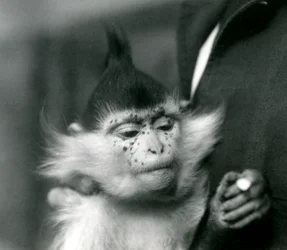 Eläintenhoitaja pitelee Freckles-nimistä töyhtömangabia eli kongonmangabia, London Zoo, 1924
