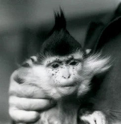 Eläintenhoitaja pitelee Freckles-nimistä töyhtömangabia eli kongonmangabia, London Zoo, 1924