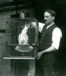 Eläintenhoitaja pitelee Jade-nimistä keltatöyhtökakadua sen häkissä London Zoossa lokakuussa 1924