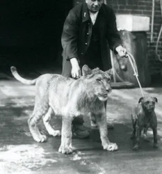 Vartija, joka vie koiran ja nuoren leijonan kävelylle, Lontoon eläintarha, elokuu 1925 (b/w kuva)