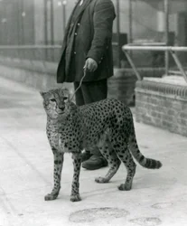 Vartija Cheetah johdolla, Lontoon eläintarha