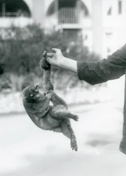 Kierteishäntäkarhu riippuu tarttumahännällään eläintenhoitajan sormesta, Lontoon eläintarha, syyskuu 1925