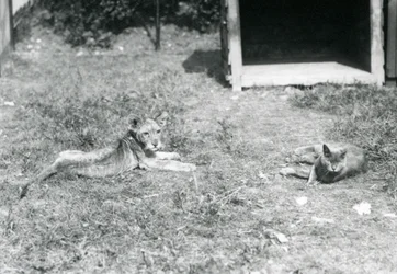 Leijonanpentu makaa nurmikolla avoimen puulaatikon vieressä kotikissan kanssa, Lontoon eläintarha, heinäkuu 1925.