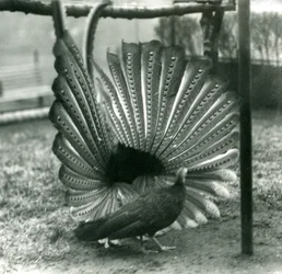 Uros ArgusfasaaniSuuri Argus kosiskelee, naaras seisoo sen vieressä, Lontoon eläintarha, tammikuu 1926.