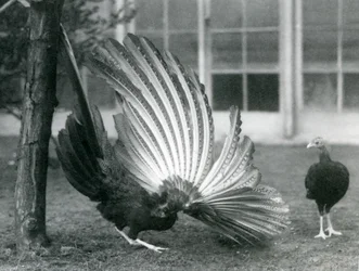 Uros Argus-fasaani eli Great Argus, joka esittelee siipi- ja häntähöyhenään, kun naaras seisoo hänen edessään, Lontoon eläintarha, tammikuu 1926