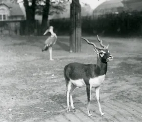 Uros blackbuck tai intialainen antilooppi seisomassa aitauksessa Lontoon eläintarhassa, lokakuussa 1926 (m/v kuva)