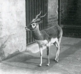 Urospuolinen hirviantilooppi seisoo aitauksessaan London Zoossa kesäkuussa 1925