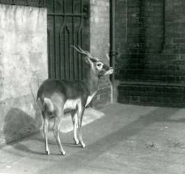 Urospuolinen hirviantilooppi seisoo aitauksessaan London Zoossa kesäkuussa 1925