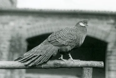Harmaan riikinkukkofasaanin koiras seisoo orrellaan Lontoon eläintarhassa vuonna 1931