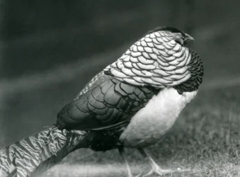 Uros Lady Amherstin fasaani seisoo nurmikolla Lontoon eläintarhassa