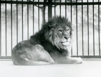 A male Lion resting in his enclosure at London Zoo in March 1925 (b/w photo)   1054397   fi       finnish Successfully Translated  Original: Gæsterne ventes Translat: Gæsterne ventes 1265175 fi finnish Successfully Translated Original: Villa dEste in Tivol