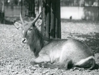 Uros Waterbuck, Kobus ellipsiprymnus, istuu aitauksessaan Lontoon eläintarhassa, 1920