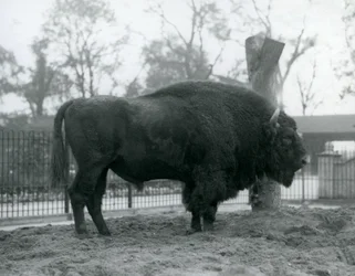 Malebull European Bison seisoo ruohikolla tarhassaan. Lontoon eläintarha, lokakuu 1927. Haavoittuva eurooppalainen biisoni tunnetaan myös nimellä Wisent tai Euroopan metsäbiisoni.