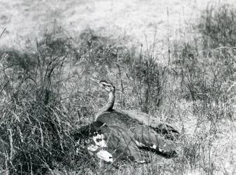Lähes uhanalainen arabiräkätti levittelee siipiään lähellä maata pitkän ruohon seassa, Lontoon eläintarha, heinäkuu 1925.