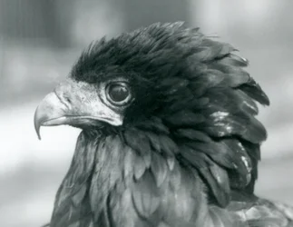Lähes uhanalainen Bateleur-merikotka Lontoon eläintarhassa vuonna 1927.