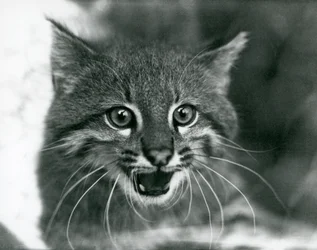 Lähes uhattu Pampas Cat/Pantanal Cat/Colocolo Lontoon eläintarhassa vuonna 1929 (m/w kuva)