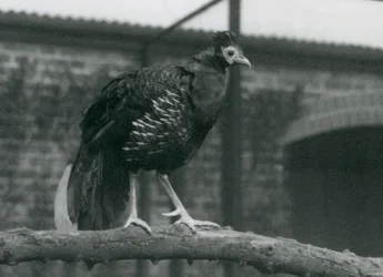 Lähes uhanalainen Viellots fireback, tai Crested fireback, seisoo oksalla, Lontoon eläintarha, 1927.