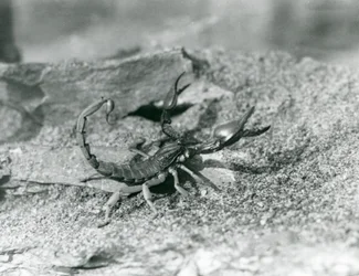 Skorpioni Lontoon eläintarhassa vuonna 1929