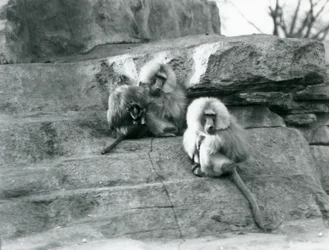 Pieni ryhmä kolmesta aikuisesta ja yhdestä vauvasta pyhiä paviaaaneja Monkey Hillin kallioiden keskellä Lontoon eläintarhassa