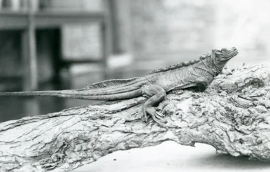 Haavoittuva Sailfin Lizard lepää puun päällä Lontoon eläintarhassa vuonna 1928 (m/v kuva)