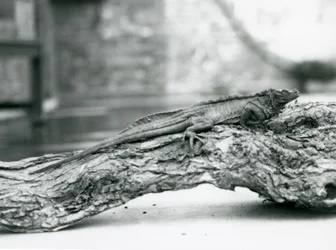 Haavoittuva Sailfin Lizard lepää puun päällä Lontoon eläintarhassa vuonna 1928 (m/v kuva)