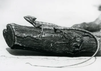 Nuori basiliskilisko lepää puun päällä Lontoon eläintarhassa elokuussa 1928 (b/w kuva)