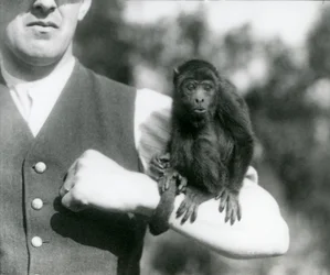 Nuori mustamölyapina istuu miehen käsivarrella ja on kiertänyt tarttumahäntänsä tämän ranteen ympärille, Lontoon eläintarha, 1923