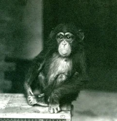 Nuori simpanssi istumassa puulaatikossa Lontoon eläintarhassa vuonna 1924 (b/w kuva)