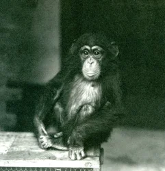 Nuori simpanssi istumassa puulaatikossa Lontoon eläintarhassa vuonna 1924
