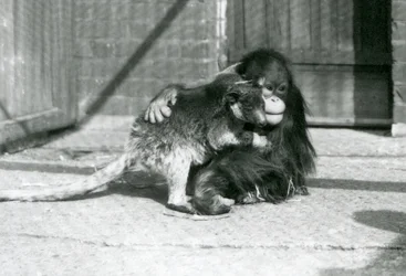 Nuori orangutanki halaa kengurua Lontoon eläintarhassa vuonna 1927 (m/v kuva)