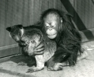 Nuori orangutanki halaa kengurua Lontoon eläintarhassa vuonna 1927
