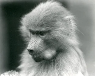 Nuori pyhäpaviaani poskipussi täynnä, Lontoon eläintarha, 1925.