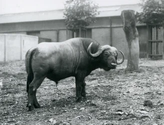 Afrikkalainen puhveli eli kap-buhveli seisoo tarhassaan Lontoon eläintarhassa vuonna 1927.