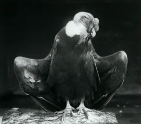 Andien kondori lepää puun päällä, Lontoon eläintarha, 1925