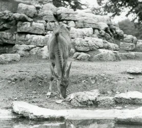 Eland laiduntelee Lontoon eläintarhan Antelope Paddockissa vuonna 1929 (m/v kuva)