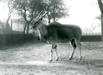 Eland Lontoon eläintarhassa kesäkuussa 1925