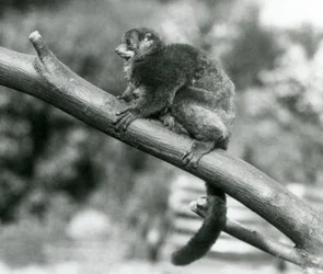 Uhanalainen Coquerel