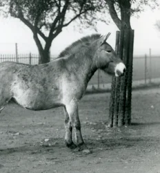 Uhanalainen Przewalskis-villihevonen Lontoon eläintarhassa, lokakuu 1927.