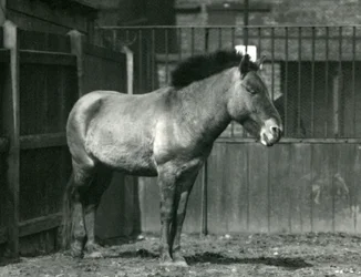 Uhanalainen Przewalskis-villihevonen Lontoon eläintarhassa vuonna 1927.