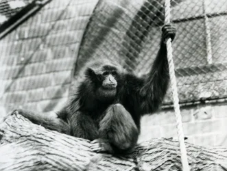 Uhanalainen Siamang-gibbon istuu puun päällä, kädessään köysi, Lontoon eläintarha, 1927