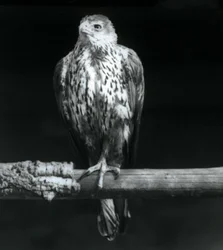 Bonellis-merikotka lepää oksalla Lontoon eläintarhassa syyskuussa 1925.