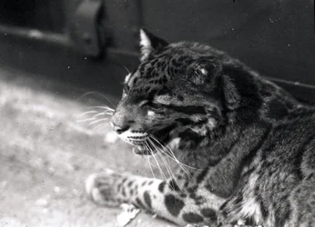 Pilvinen leopardi, 1922