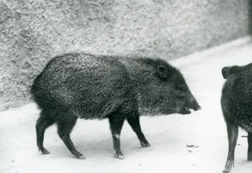 Kaulukselliset pekkarit Lontoon eläintarhassa, 1927