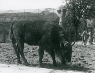 Euroopan biisoni Julia syö ruohoa tarhassaan, Lontoon eläintarha, 12. elokuuta 1926.