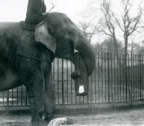 Elefant asiàtic femella, 